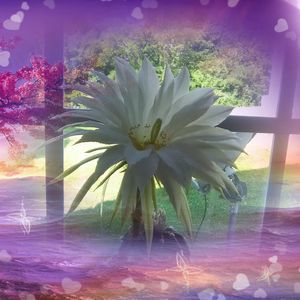 Meet your Posher, Dewey tresa